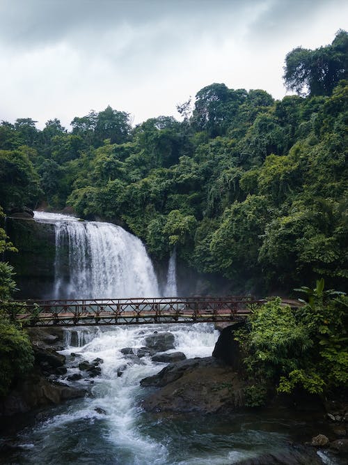 A living bridge in the East Khasi Hills district of Meghalaya, India - Bing  Wallpapers - Sonu Rai