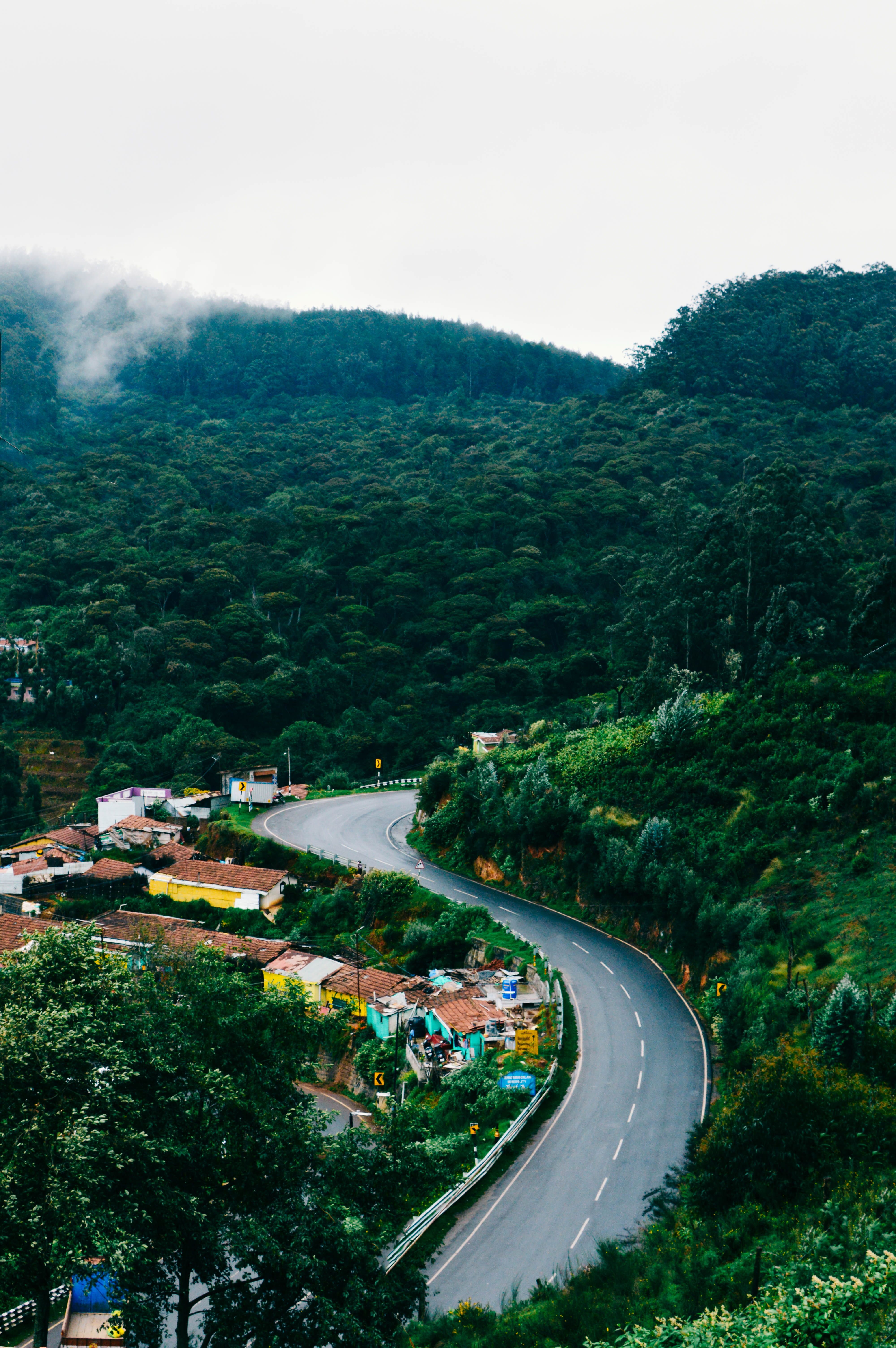 Dia ooty trees forest road k wallpaper hdwallpaper desktop forest road hd wallpaper forest