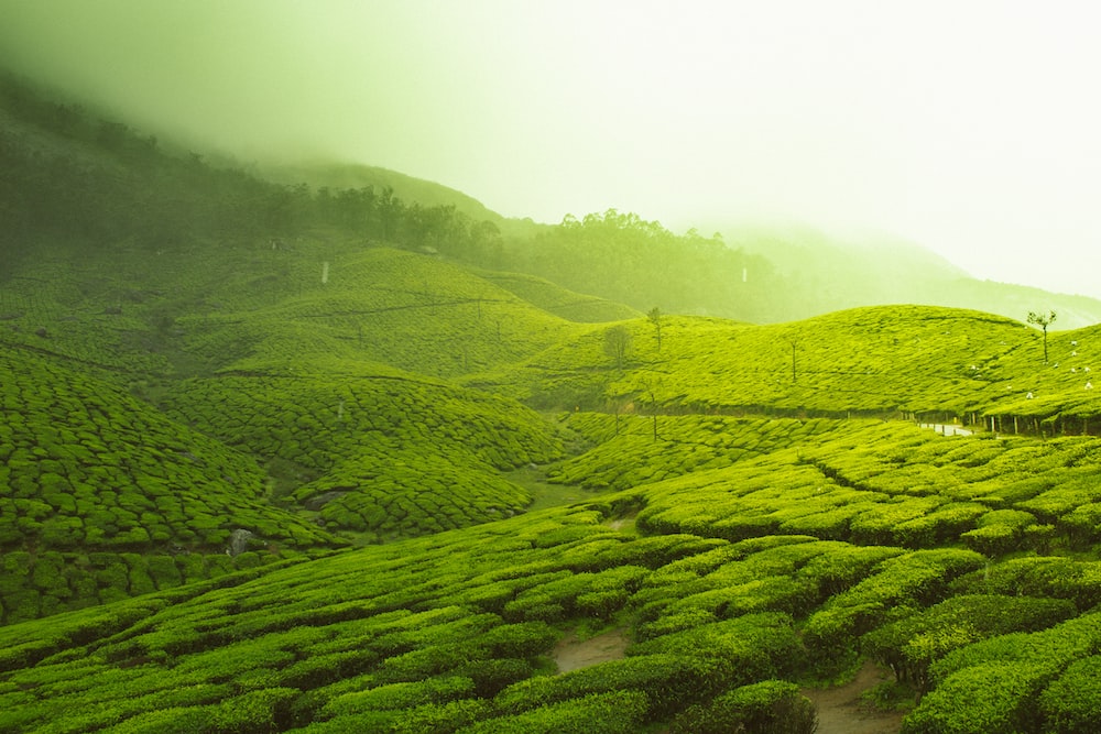 Ooty india pictures download free images on