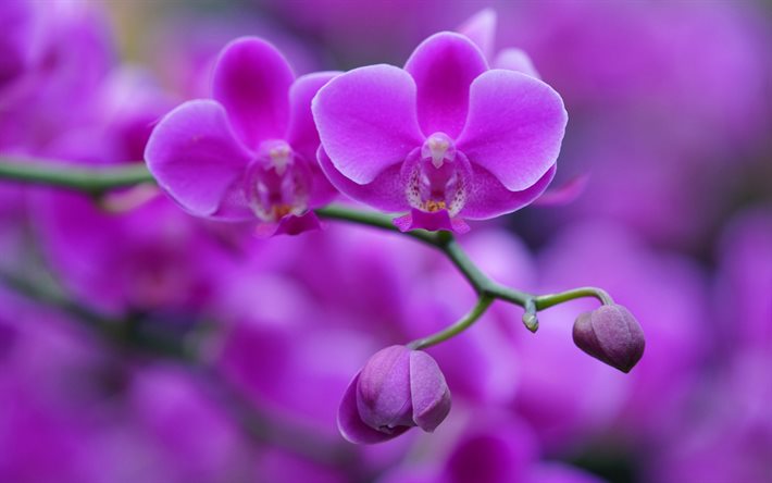 Download Free 100 + wallpaper orquideas moradas