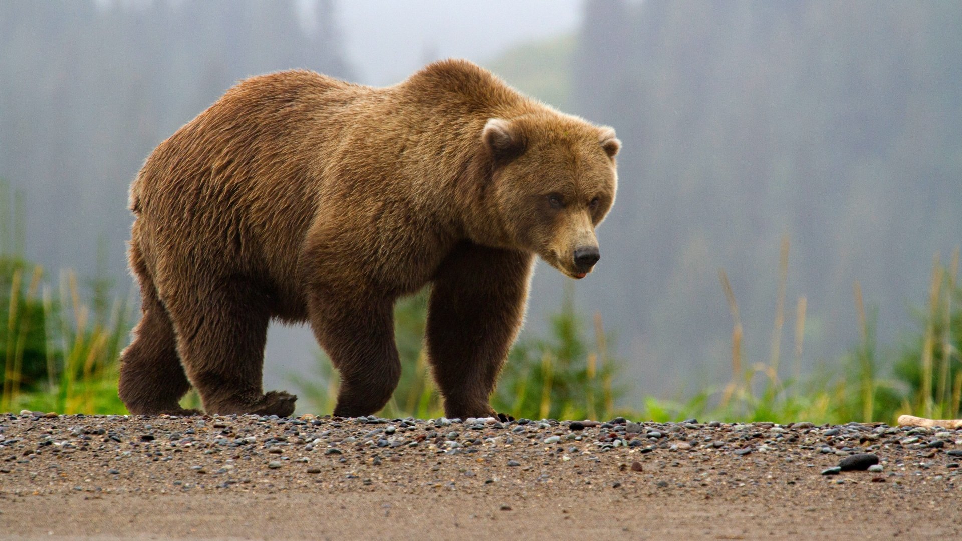 K orso sfondi sfondo