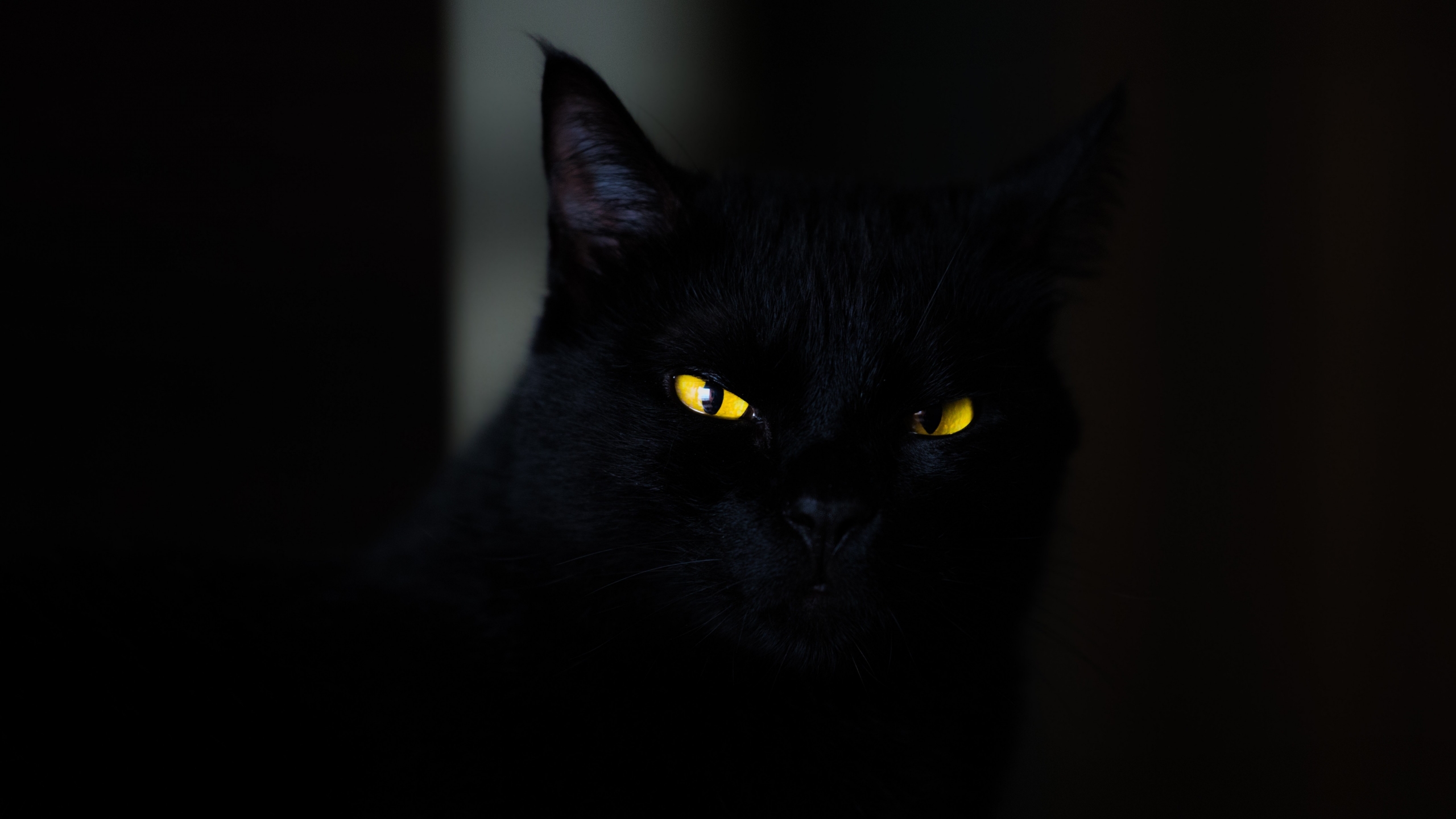 Black cat in darkness wallpaper k ultra hd id