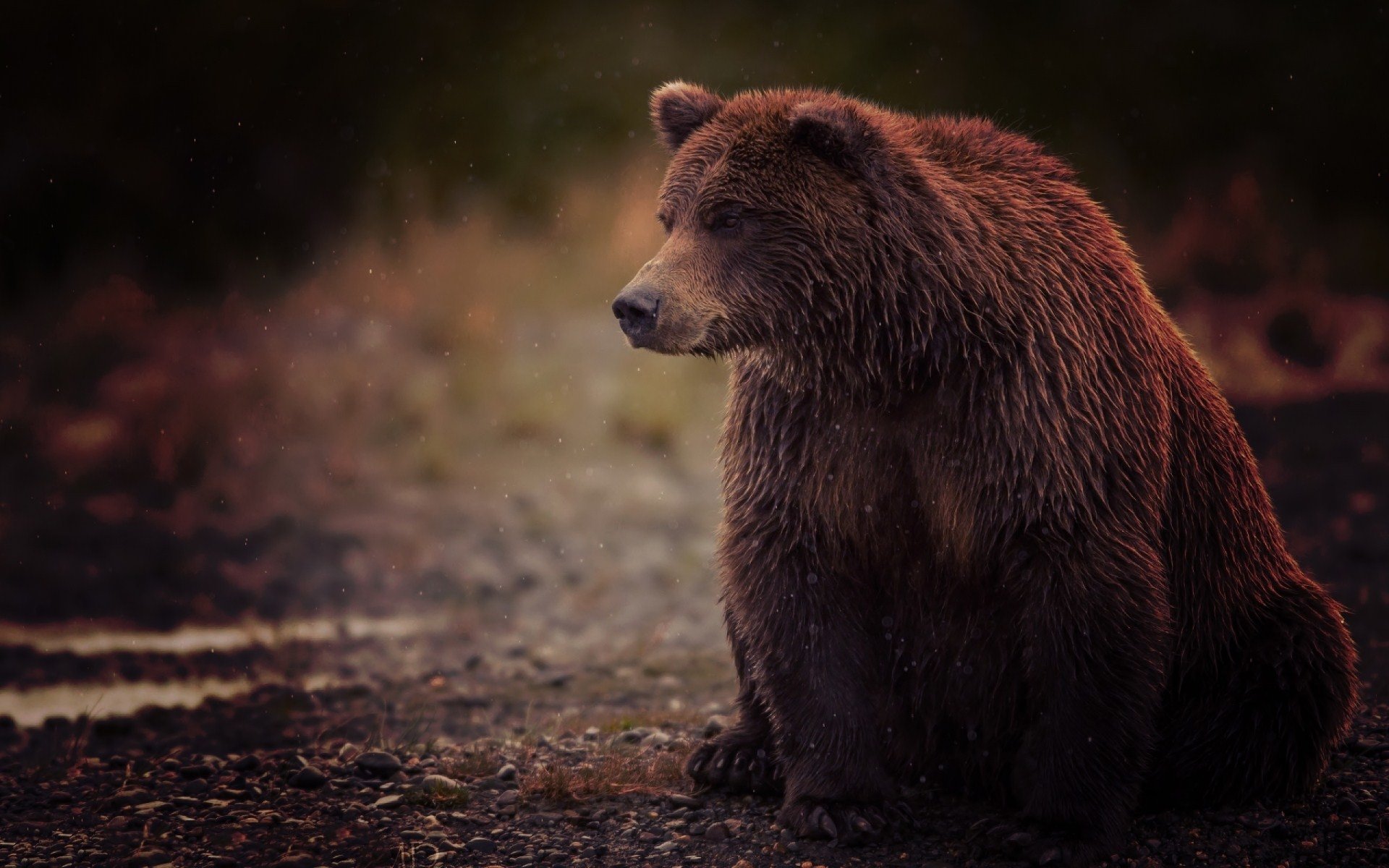 Oso fondos de pantalla hd y fondos de escritorio