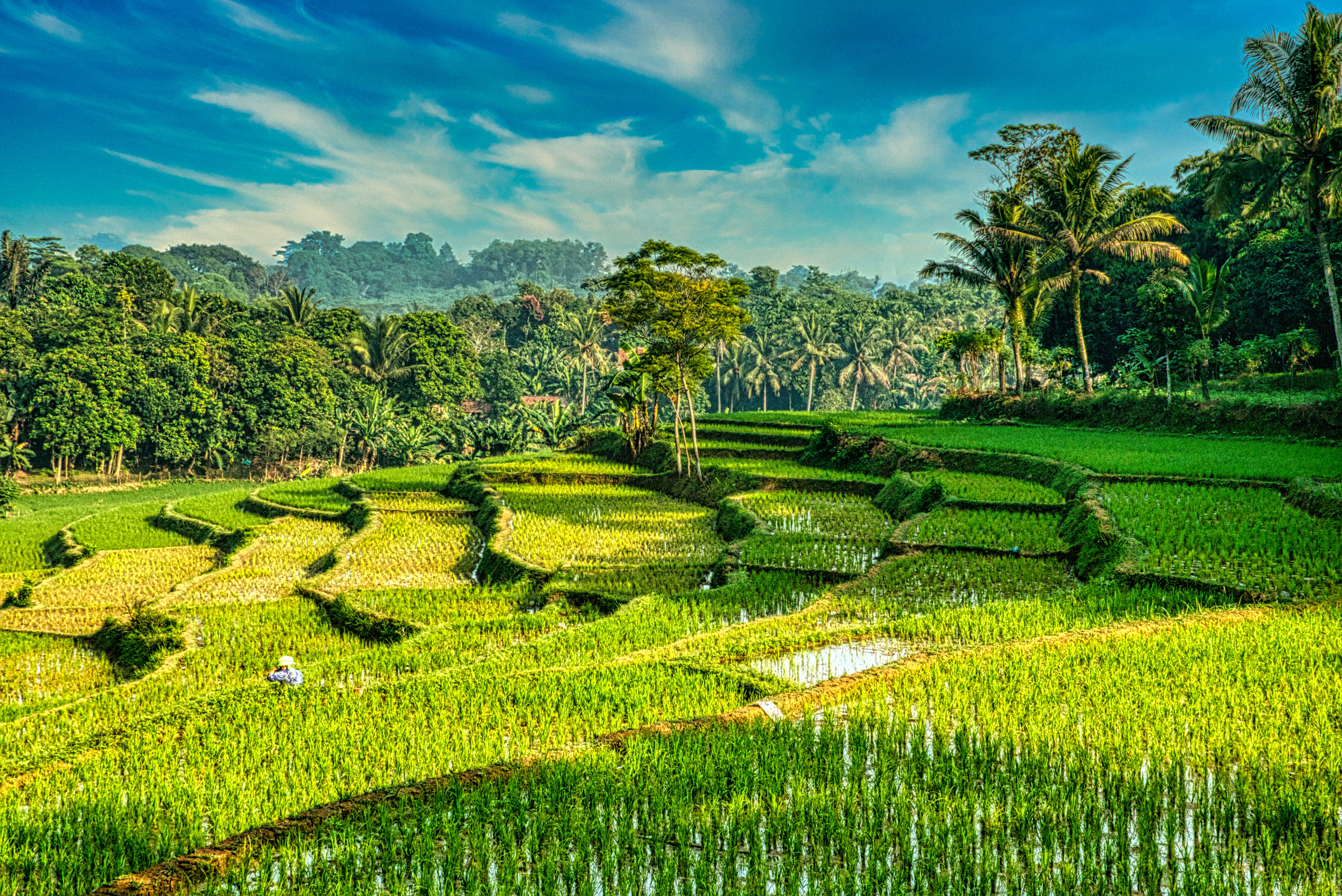 Foto sawah padi terbaik