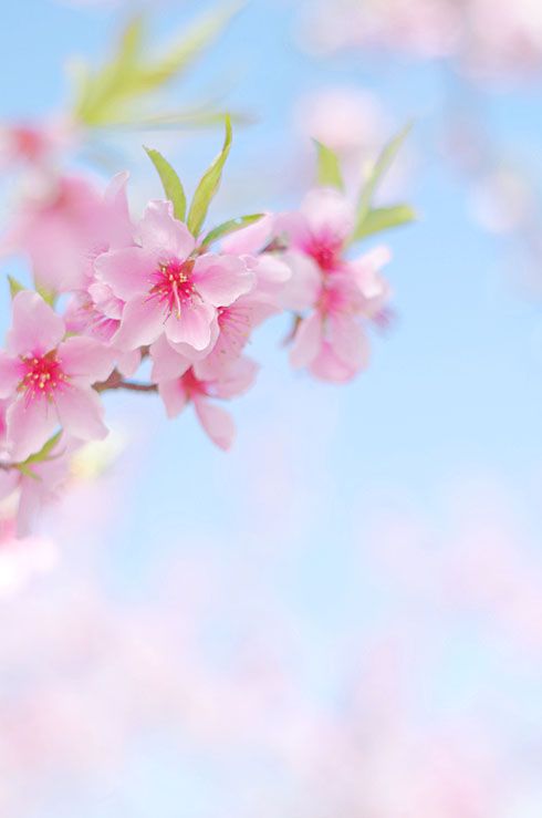 Download Free 100 + wallpaper peach blossom