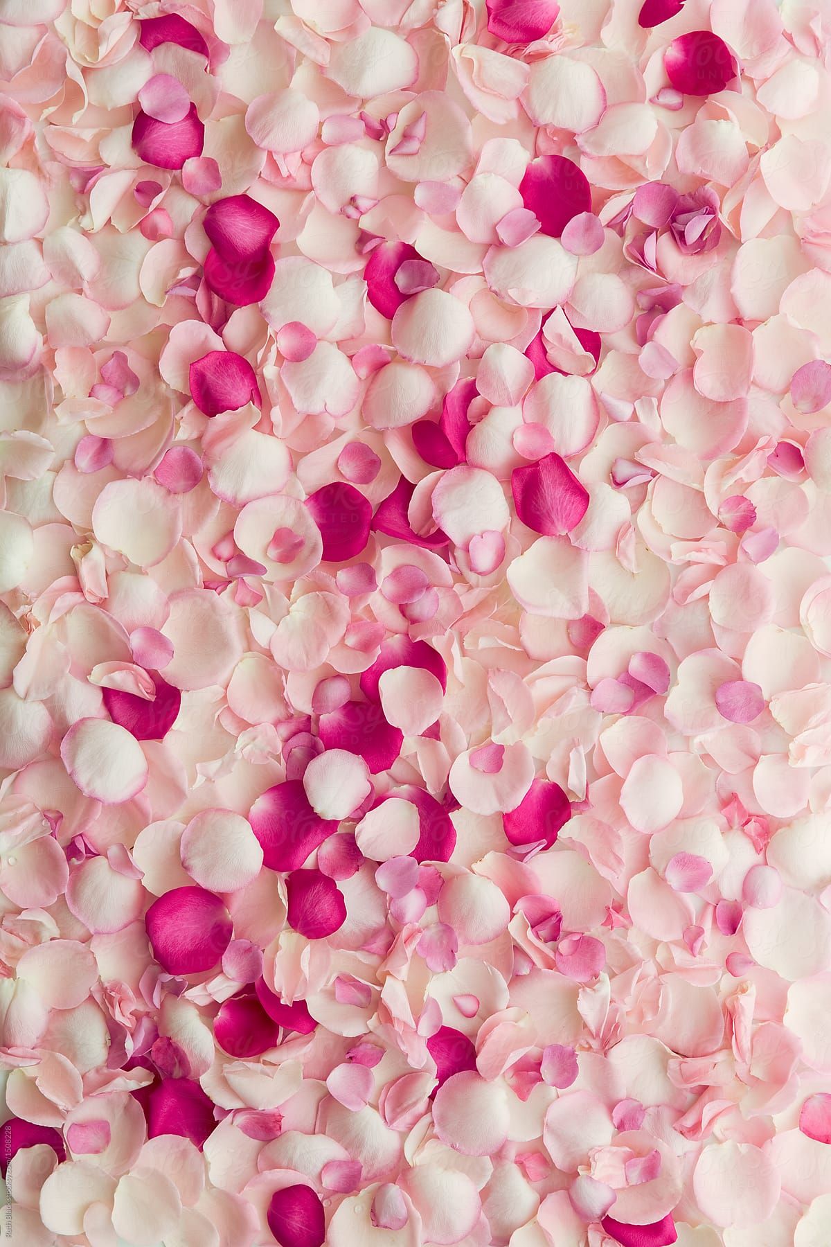 Rose petal background by ruth black pink flowers wallpaper rose flower wallpaper iphone wallpaper quotes girly