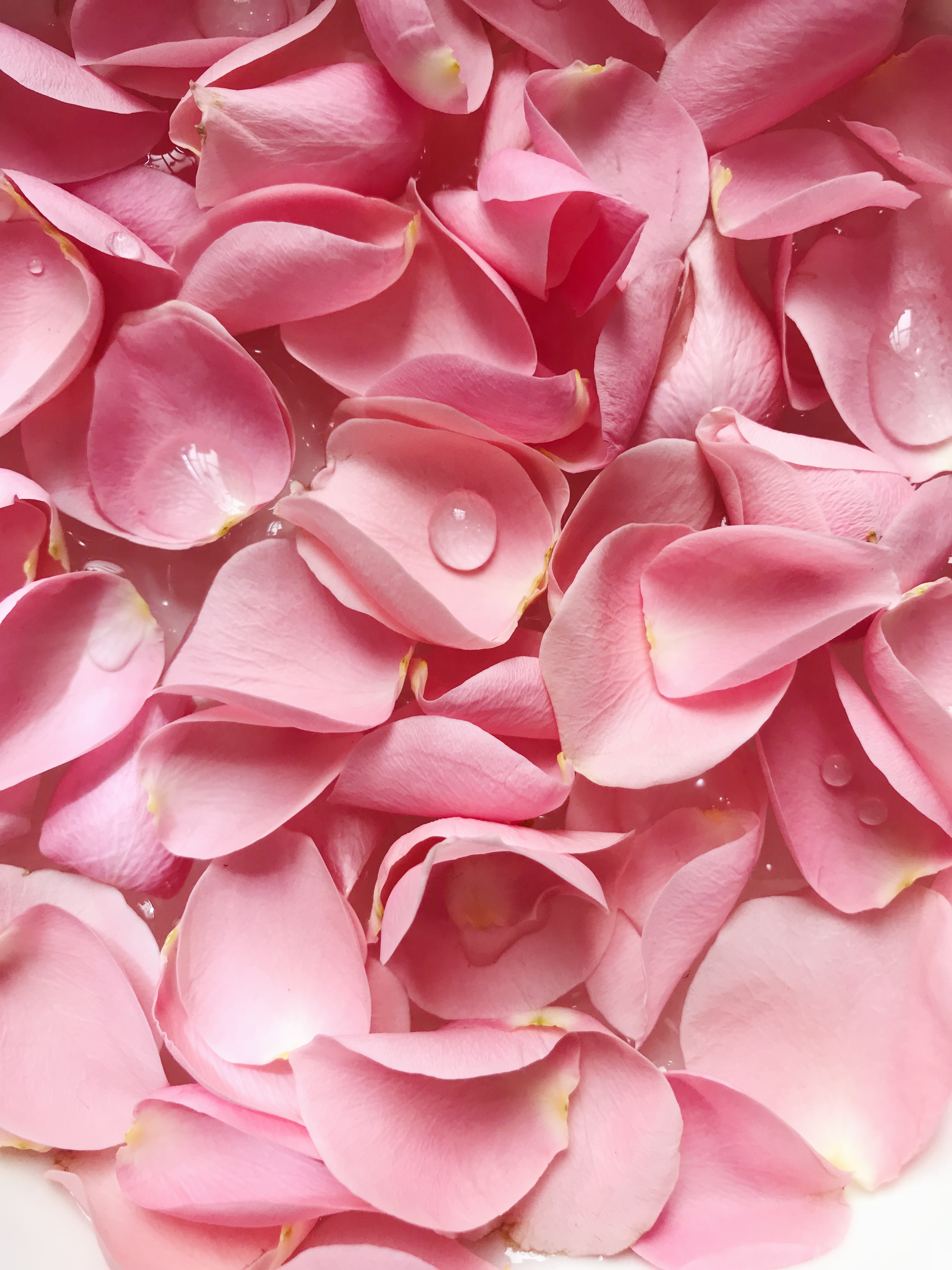 Petals photos download free petals stock photos hd images