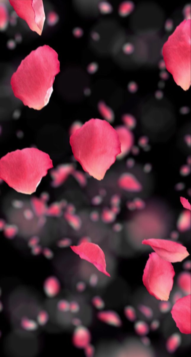 Flower petals wallpaper beautiful flowers wallpapers rose petals fallg flower wallpaper