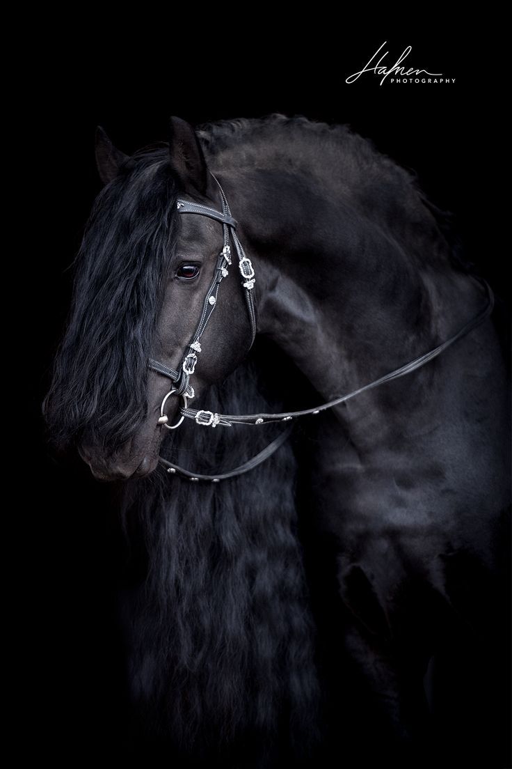 Schwarzer friesen hengst vor schwarzem hintergrund pferd bilder foto fotografie fotoshooting pferdefâ black horses friesian horse photography horses