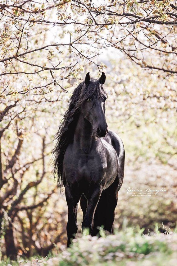 Pin di loredana su cavalli âï fotografie di cavalli cavallo frisone foto di cavalli