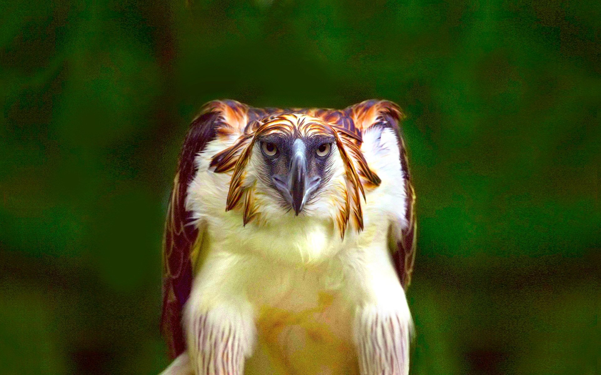 Philippine eagle hd papers und hintergrãnde