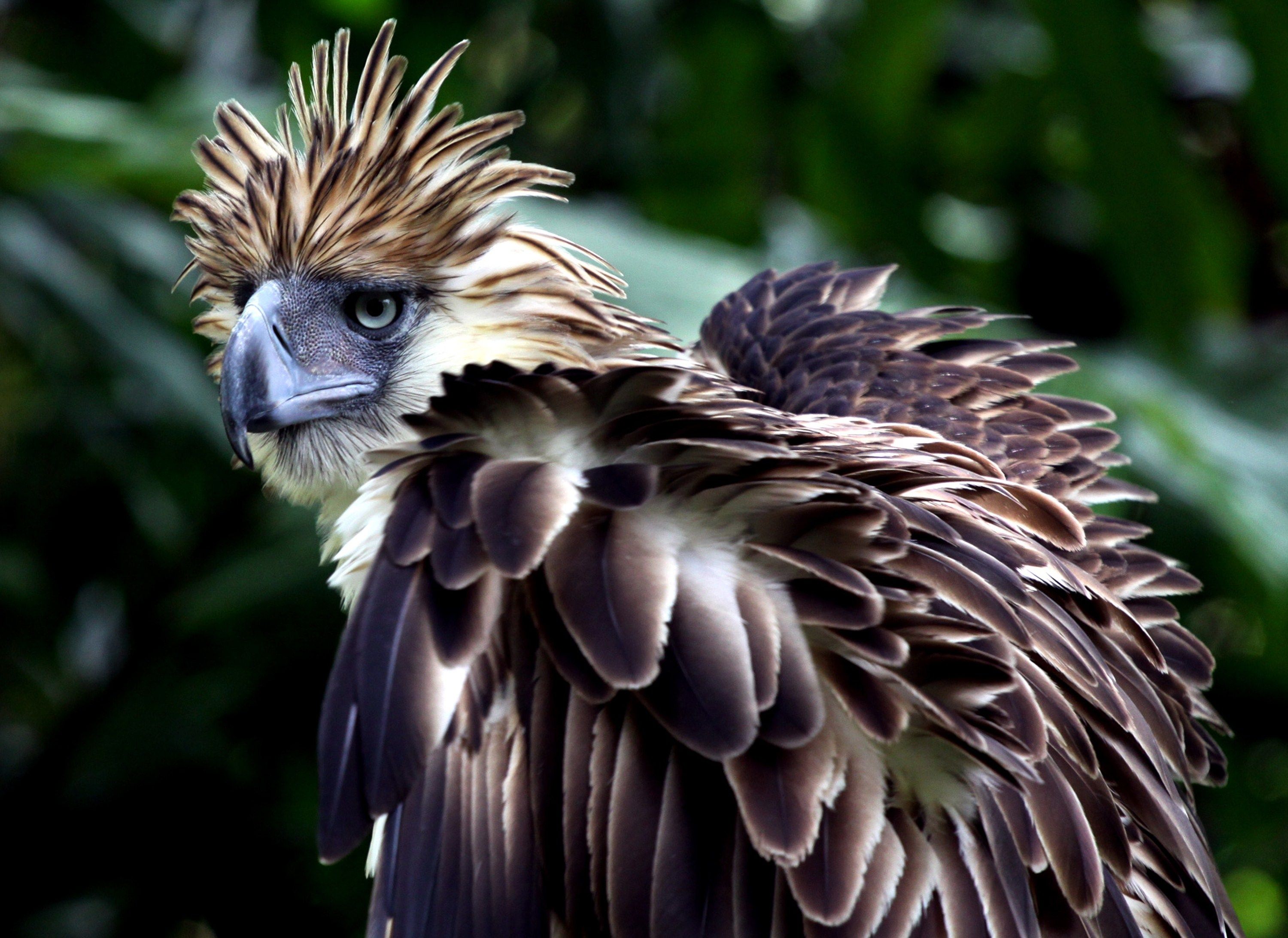 Philippine eagle