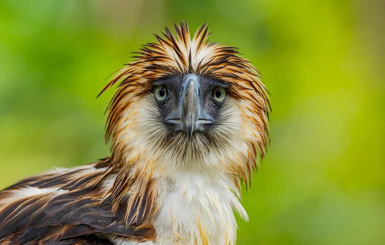 Wallpaper nature bird philippine eagle images for desktop section ððððñðñðµ