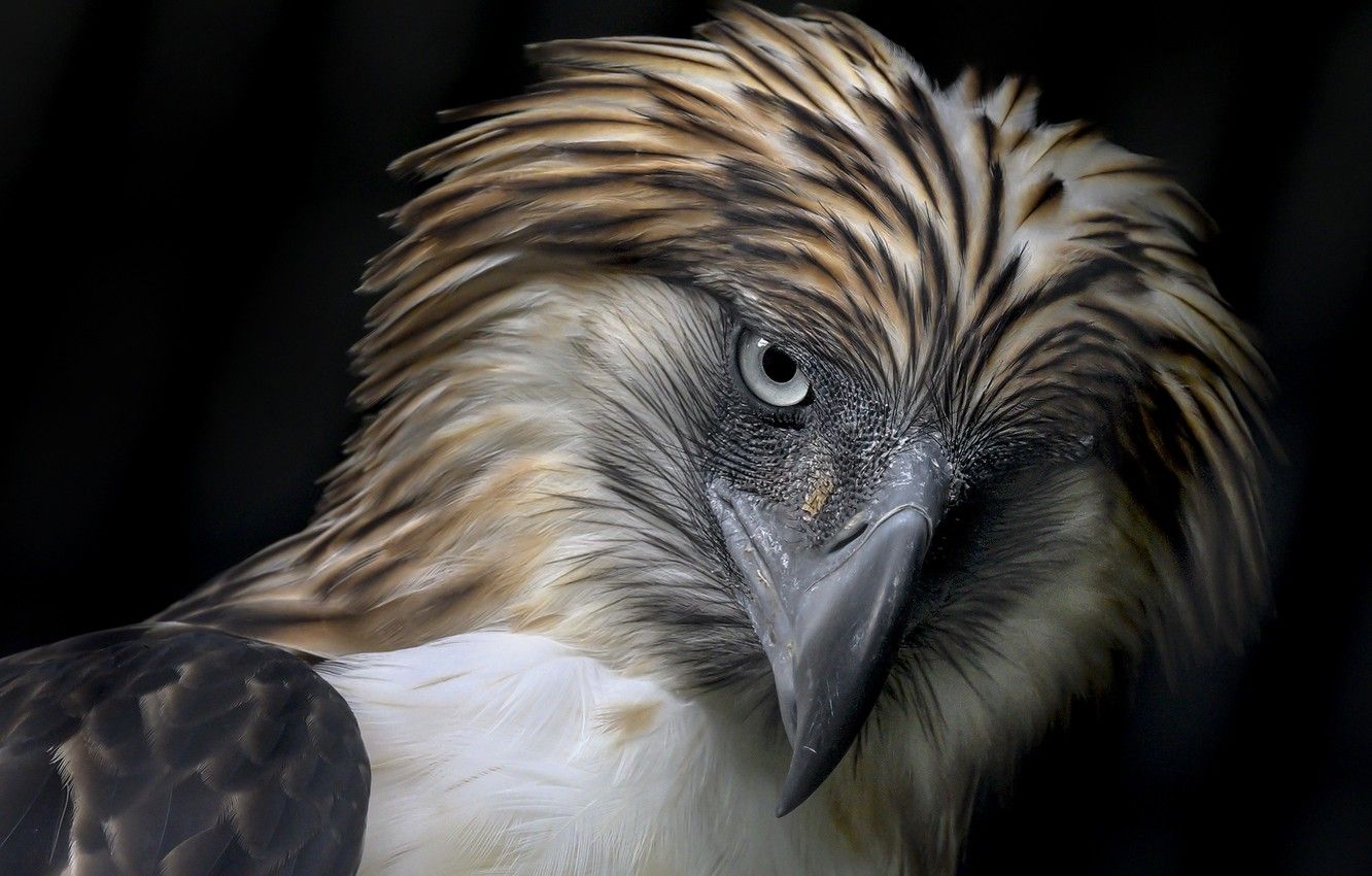 Philippine eagle wallpapers