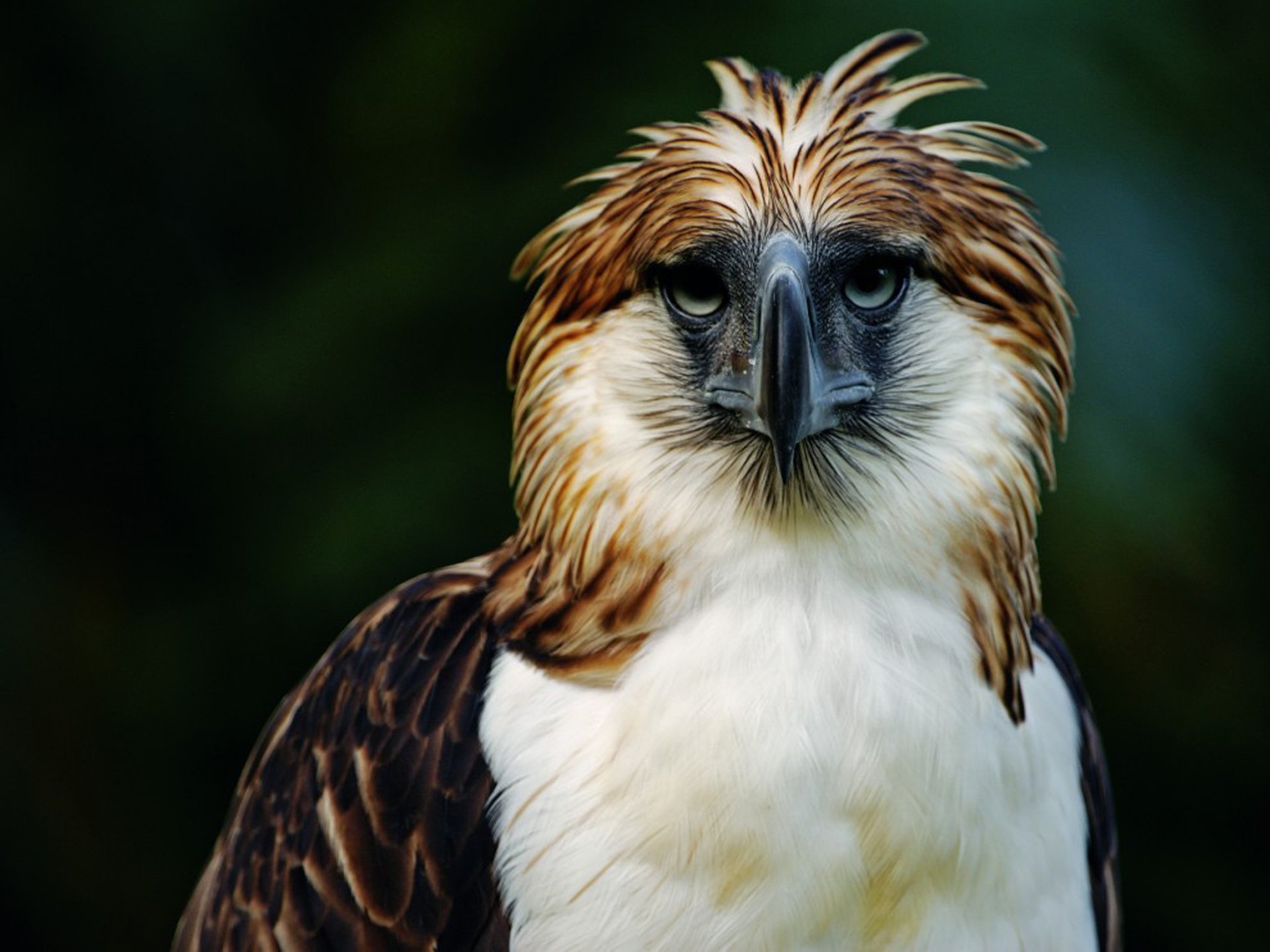 The philippine eagle hd papers und hintergrãnde