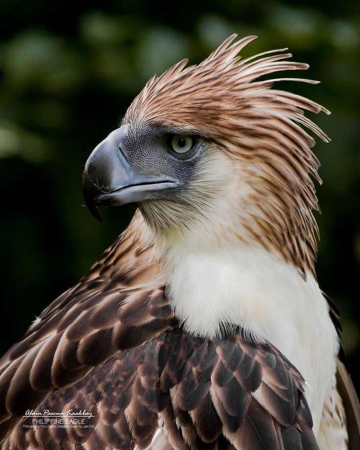 Philippine eagle vs bald eagle