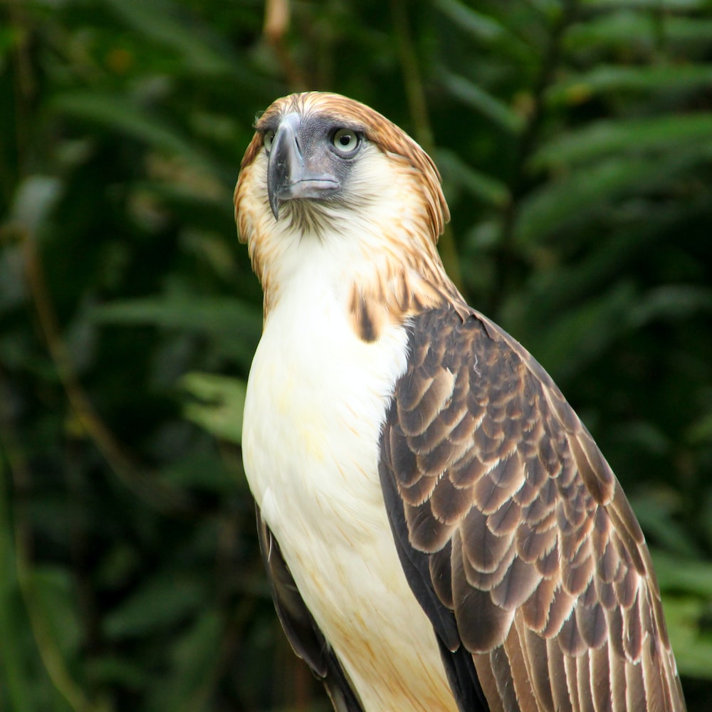 Download Free 100 + wallpaper philippine eagle