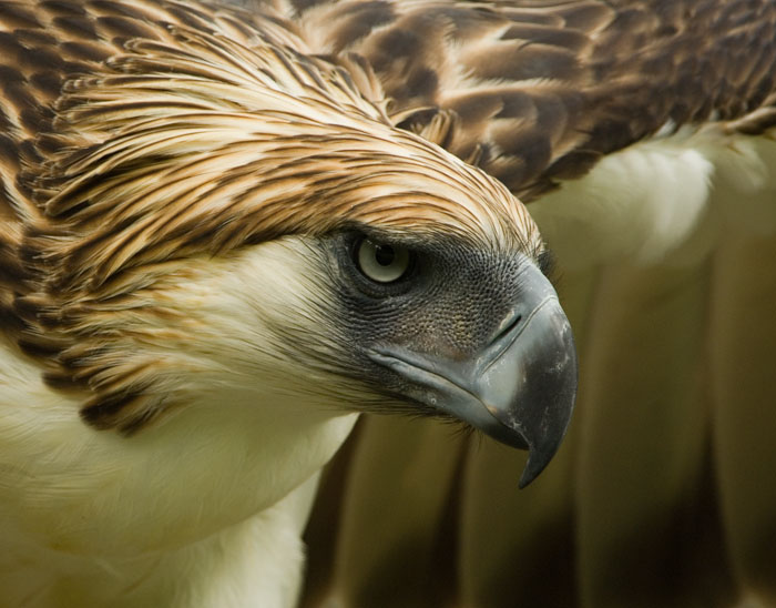 Philippine eagle endangered philippine birds