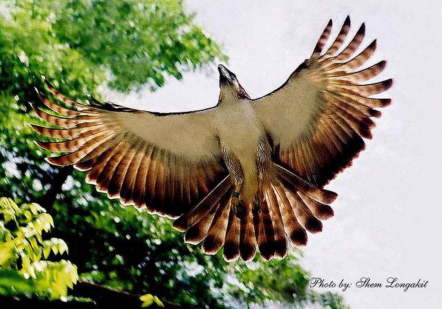 Philippine eagle pictures and wallpapers ãããªãããã