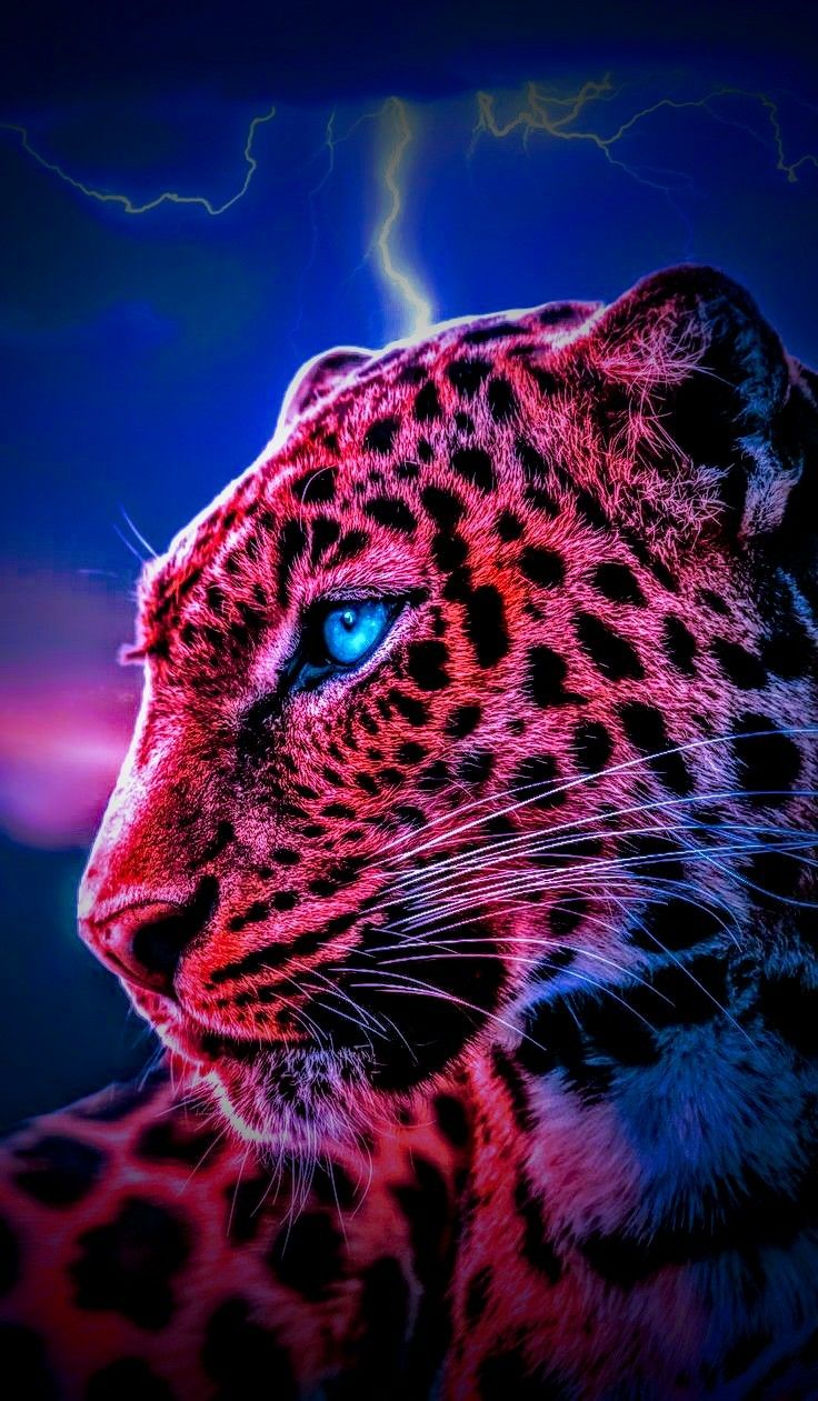 Cheetah wallpaper hd wild animal wallpaper cheetah wallpaper jaguar animal