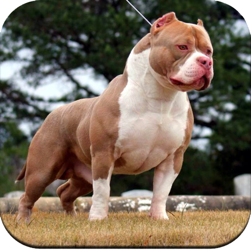 Download Free 100 + wallpaper pitbull dog