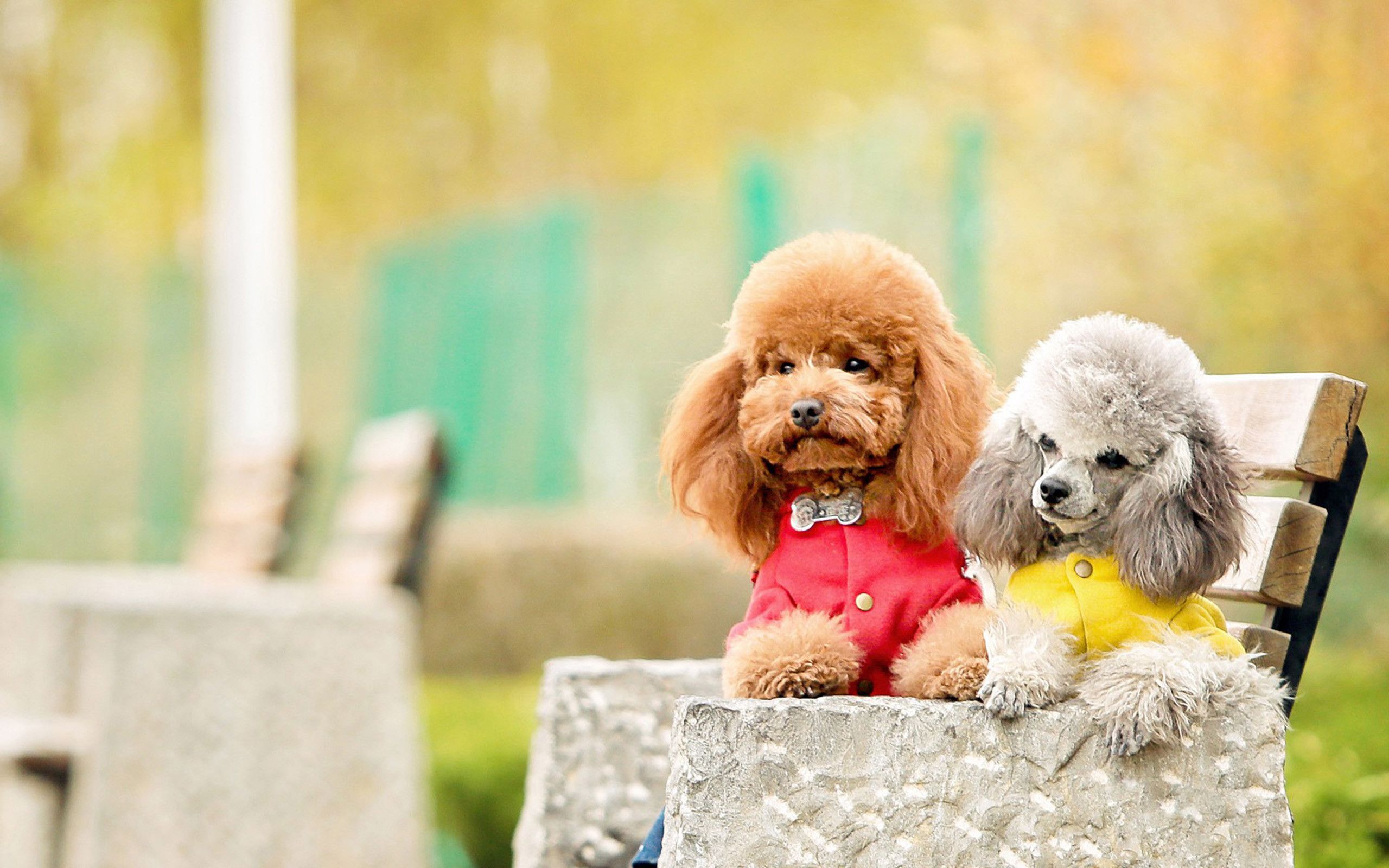 Download Free 100 + wallpaper poodle