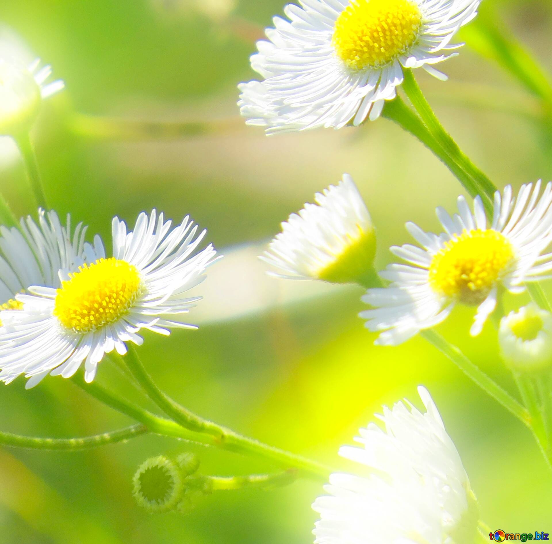 Kostenloses bild herunterladen image for profile picture daisies wallpaper on the desktop auf cc