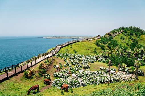 Jeju island pictures download free images on