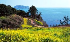 Pulau jeju eas korea selatan jeju tempat