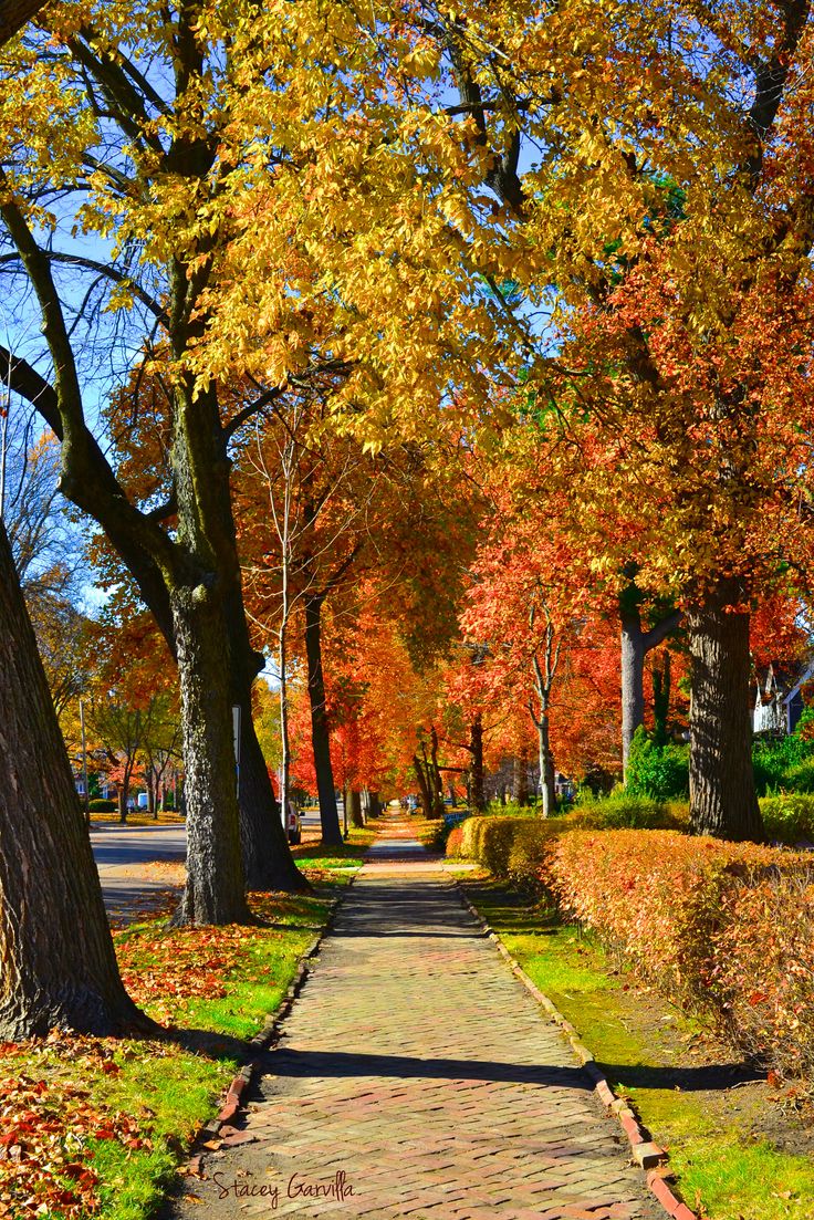 Maine street in quincy il vegetaãão paisagismo