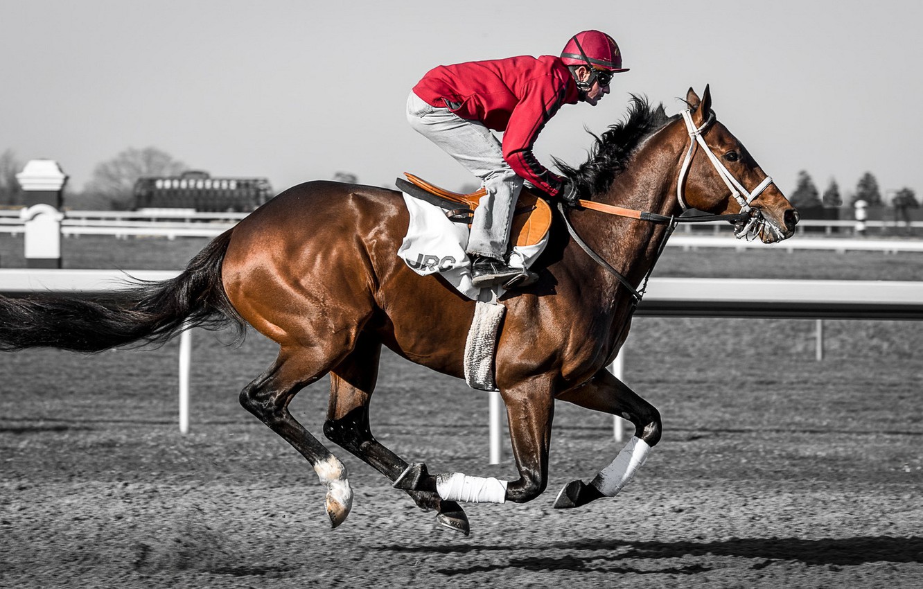Wallpaper race horse jockey images for desktop section ñððññ
