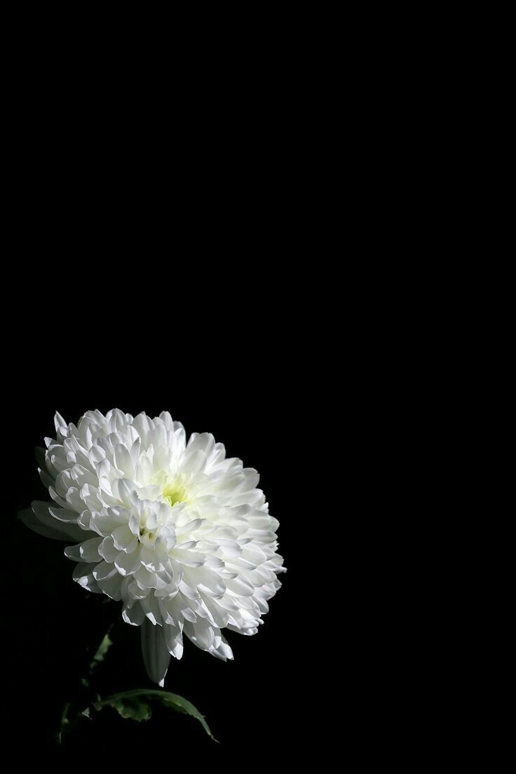 Pin by subhi abu zant on flower dark flowers flower wallpaper flower phone wallpaper