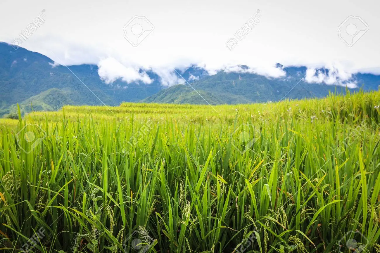 HD rice paddy wallpapers | Peakpx