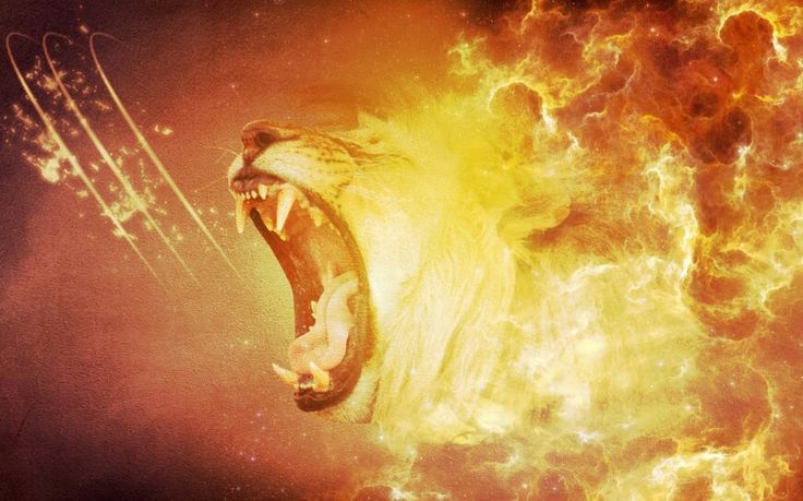 Fire element lion wallpaper fire lion lions