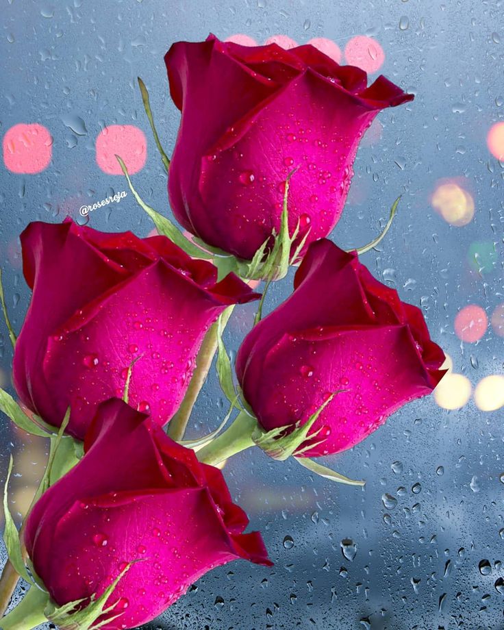 Roses roja on instagram âfor you rosesroja bouquet instarose roses flowers roseâ beautiful flowers wallpapers android wallpaper flowers pretty flowers