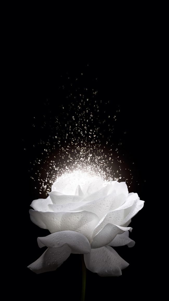 White flower black ice background