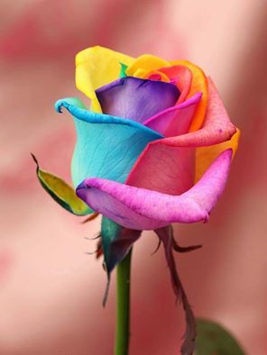 Roses for you beautiful rose flowers rainbow roses rose wallpaper