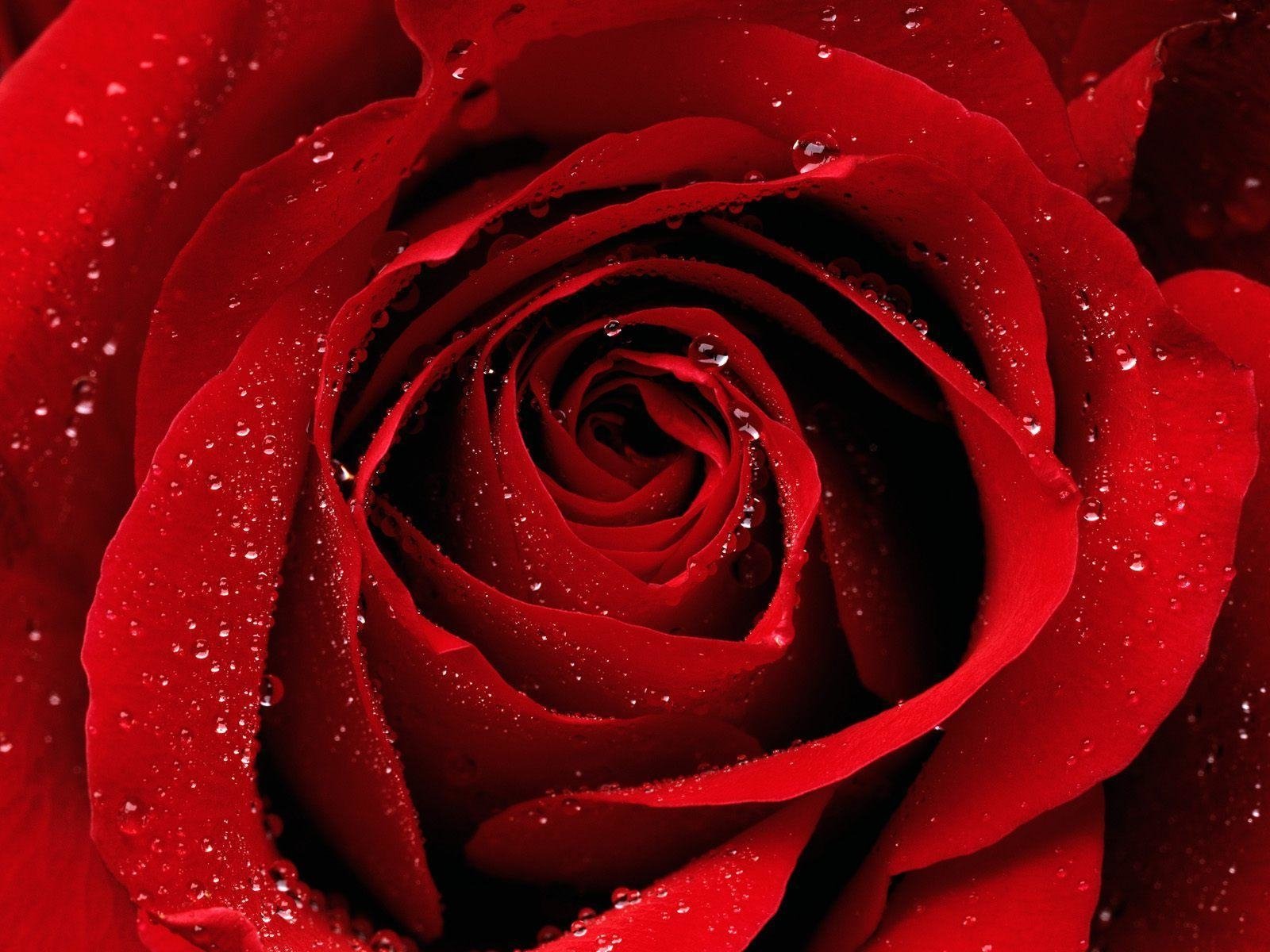 Red rose hd papers und hintergrãnde