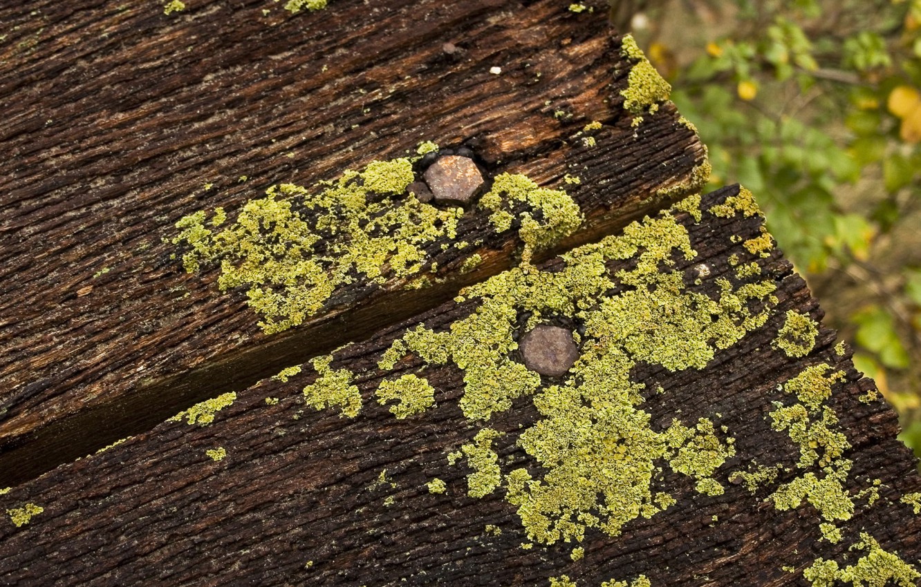 Wallpaper board moss rotten images for desktop section ðððºñð