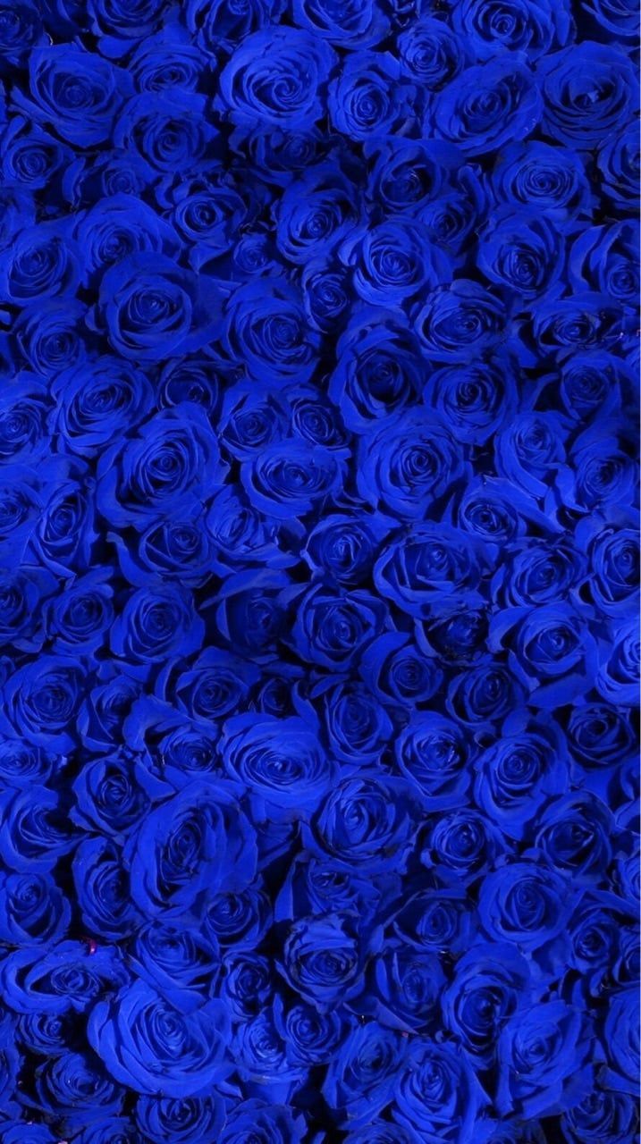 Image about blue in wallpapers and backgrounds by sweetsweet blue roses wallpaper royal blue wallpaper blue flower wallpaper