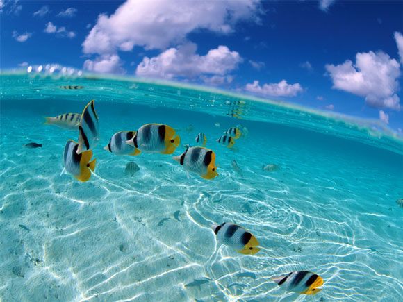 Planes para disfrutar de san andrãs underwater world beautiful ocean great barrier reef