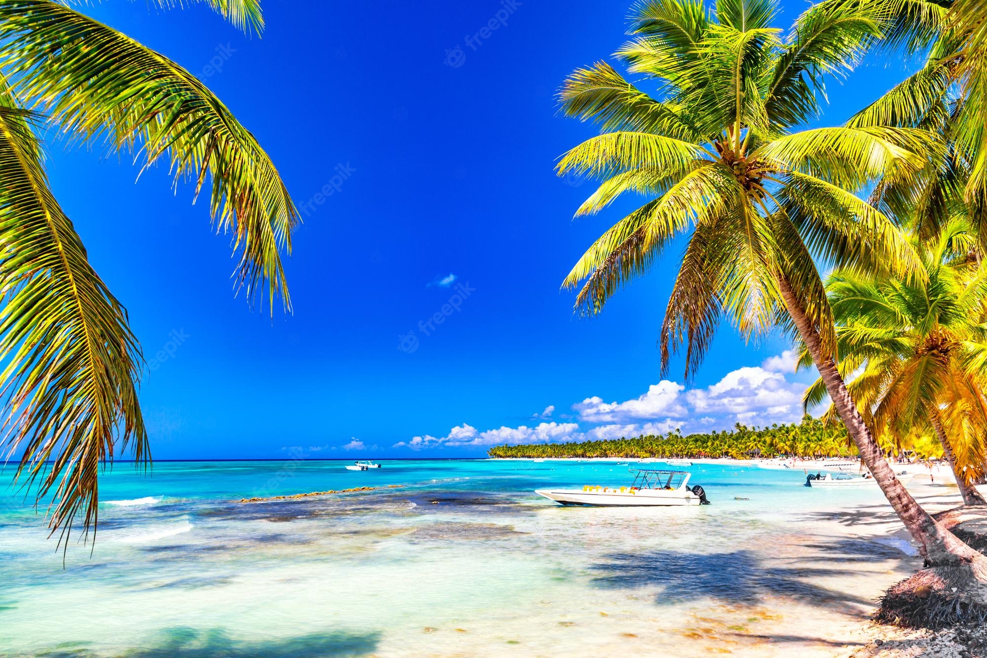 Download Free 100 + wallpaper saona