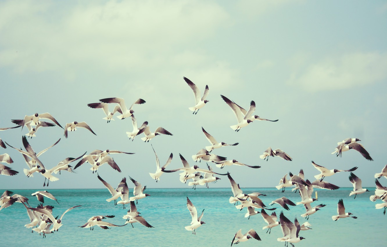 Wallpaper sea flight seagulls images for desktop section ððððñðñðµ