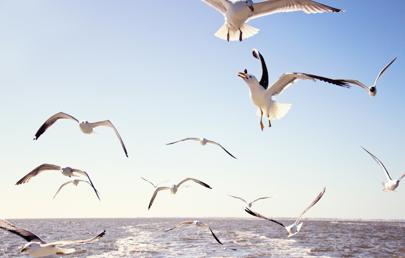 Wallpaper sea the sky water flight birds seagulls images for desktop section ððððñðñðµ