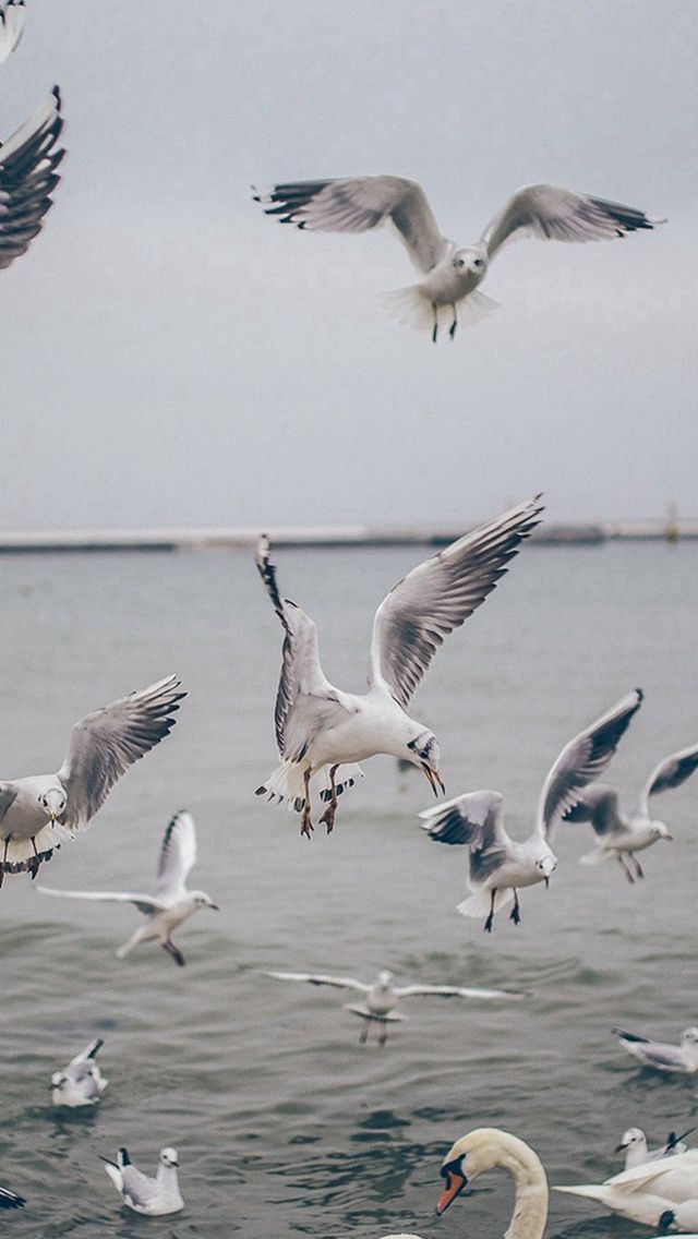 Seagull sea beach port nature animal iphone s wallpaper download iphone wallpapers ipad wallpapers one