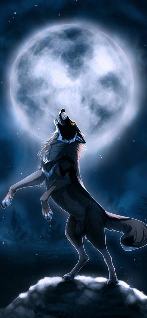 Wolf wallpapers