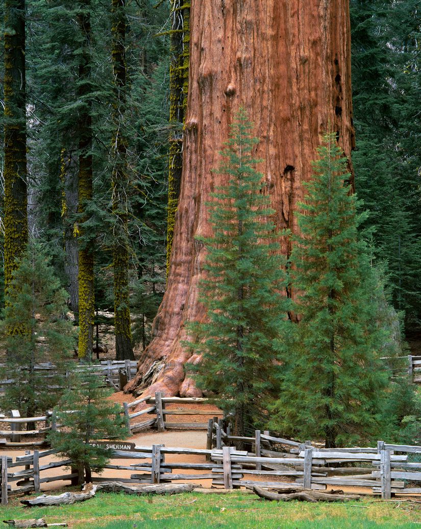 General sherman tree sequoia national park california wallpaper mural