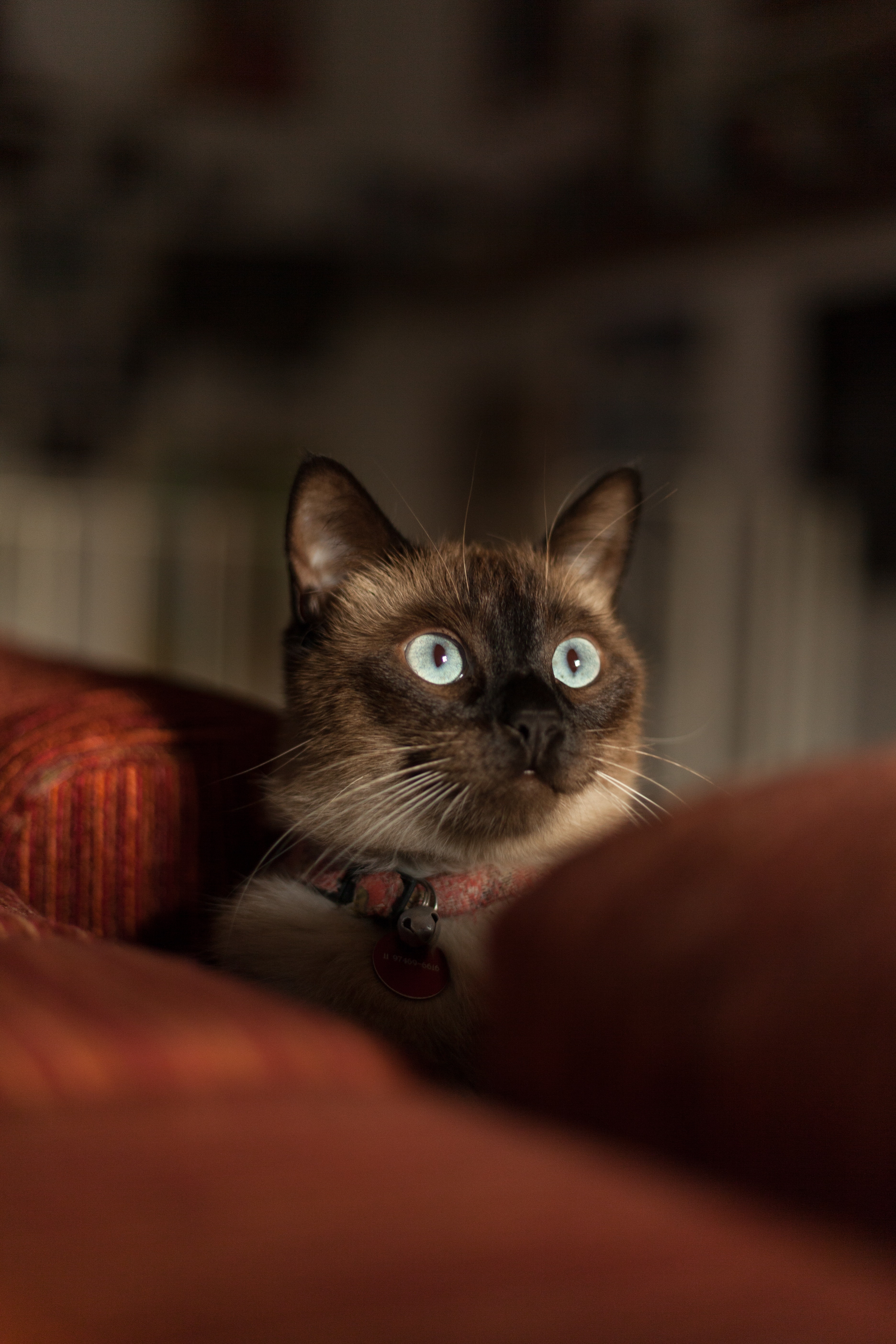 Siamese cat photos download free siamese cat stock photos hd images