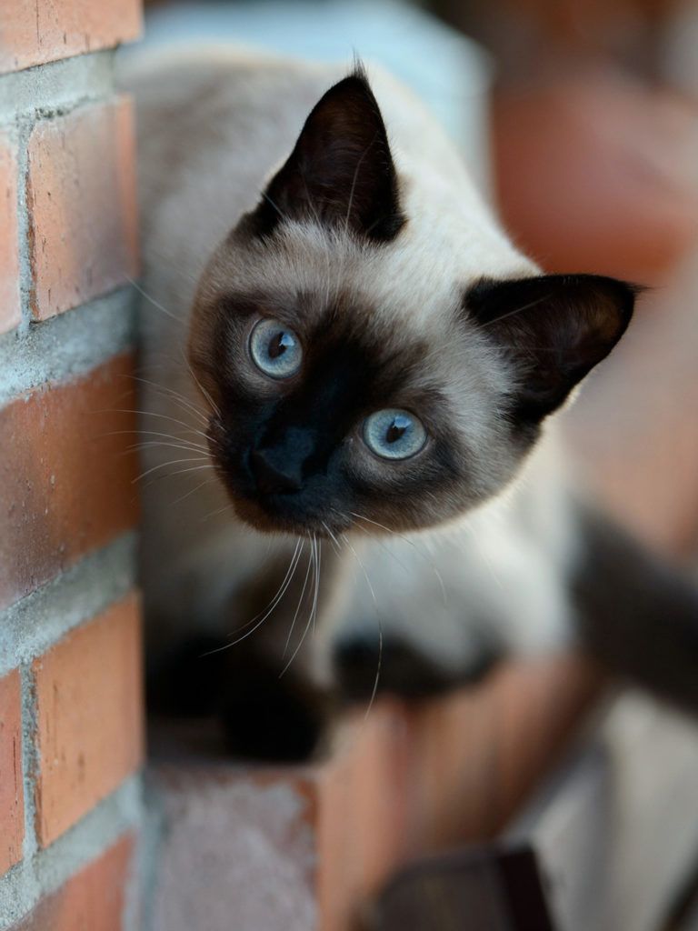 Adorable siamese cat wallpapers