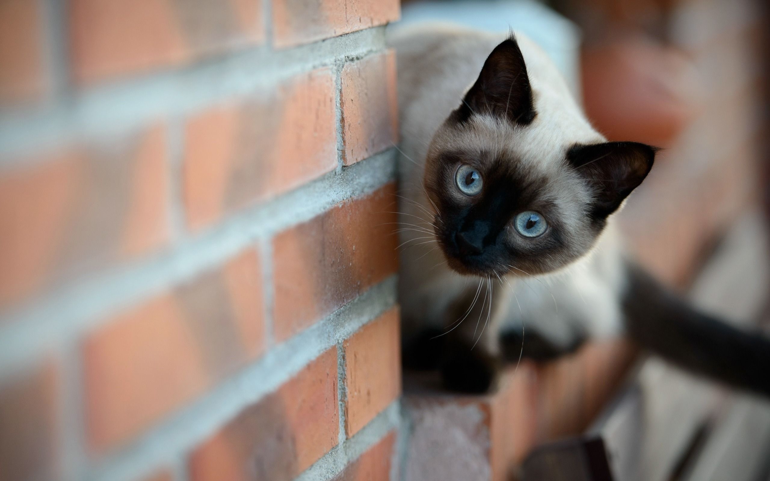 Siamese cats wallpapers